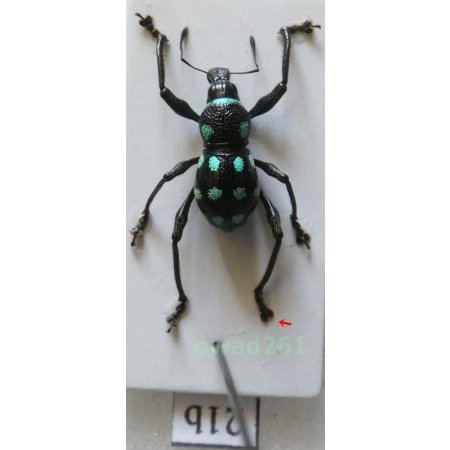 Metapocyrtus elegans Waterhouse, 1842 male Philippines21b